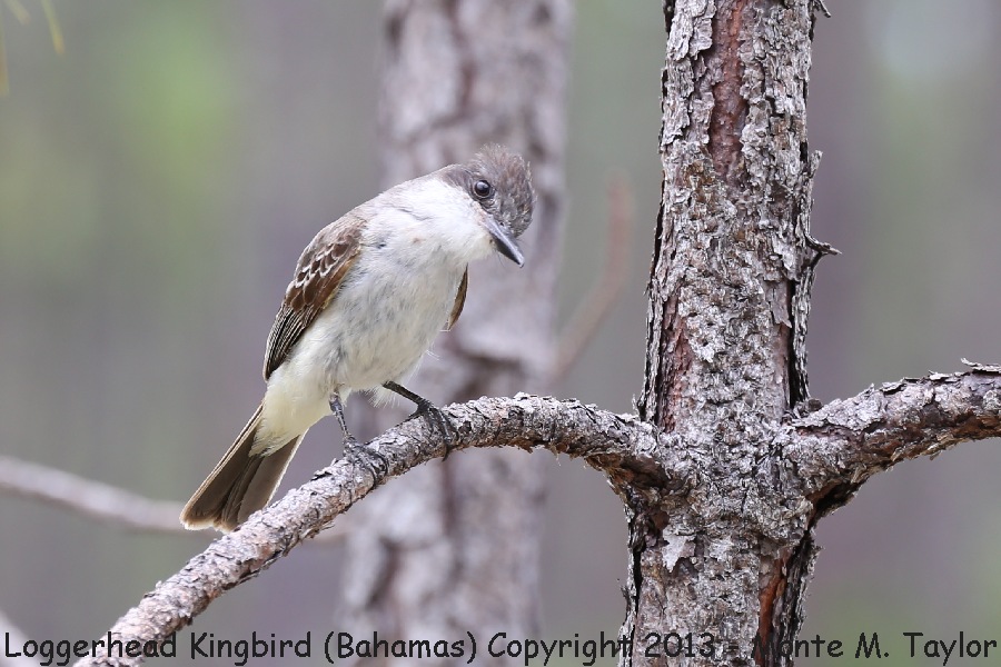 Loggerhead Kingbird -summer juvenal- (Little Abaco, Bahamas)