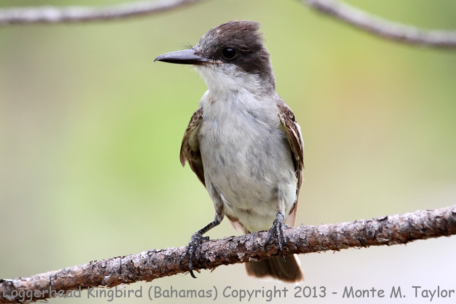 Loggerhead Kingbird -summer- (Little Abaco, Bahamas)