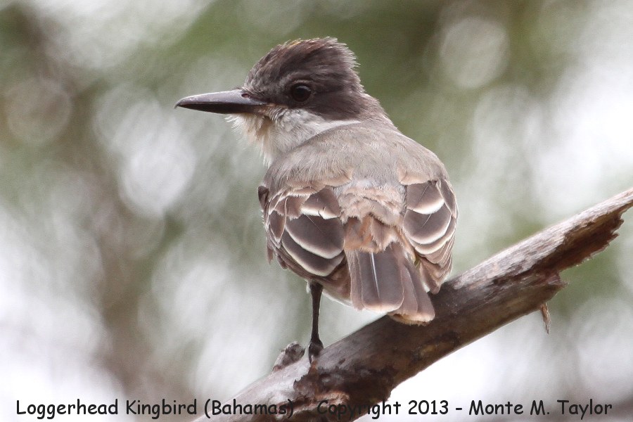 Loggerhead Kingbird -summer- (Little Abaco, Bahamas)