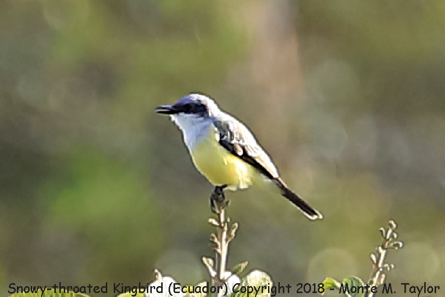 Snowy-throated Kingbird -November- (Mindo, Ecuador)