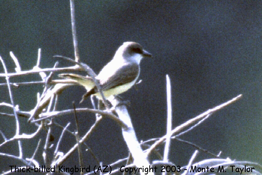 Thick-billed Kingbird -spring- (Arizona)