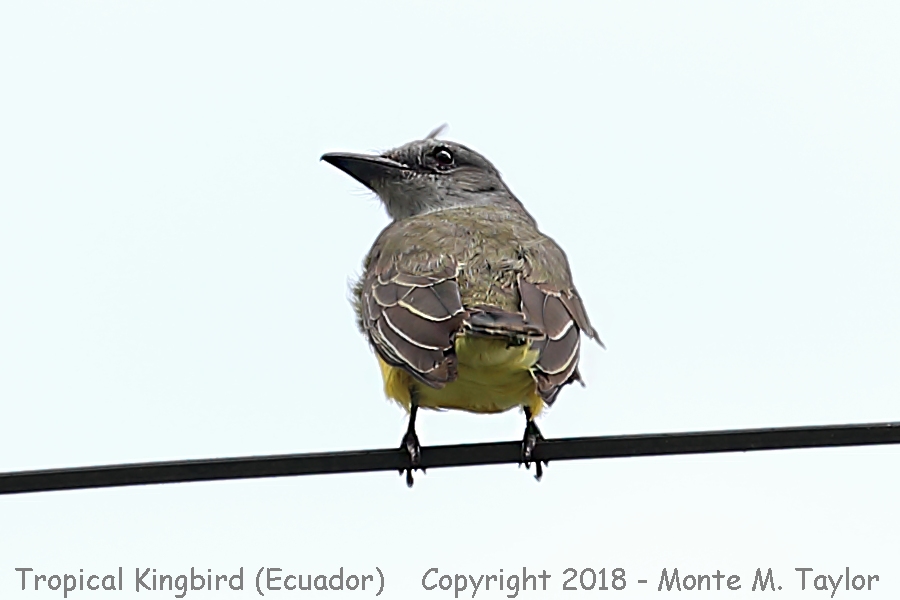 Tropical Kingbird -November- (Baeza, Ecuador)