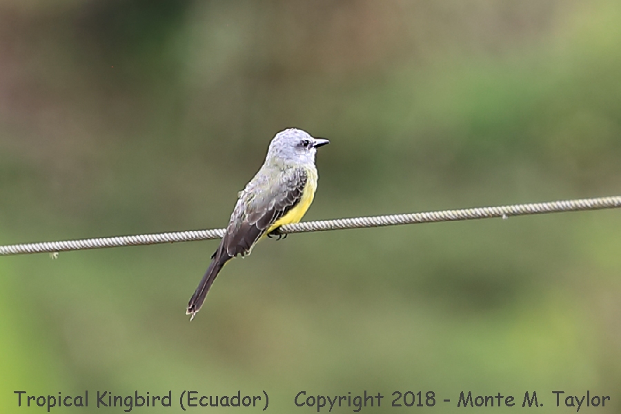 Tropical Kingbird -November- (Paz Reserve, Ecuador)