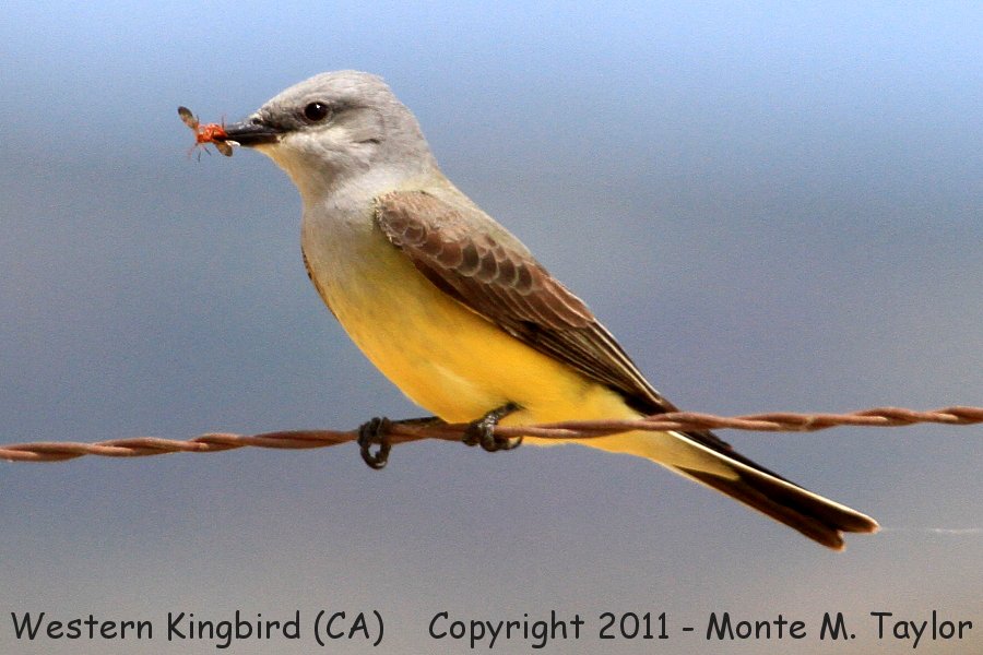 Western Kingbird -spring- (California)