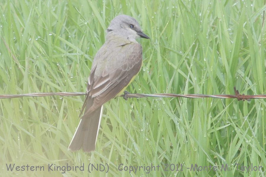 Western Kingbird -summer- (North Dakota)