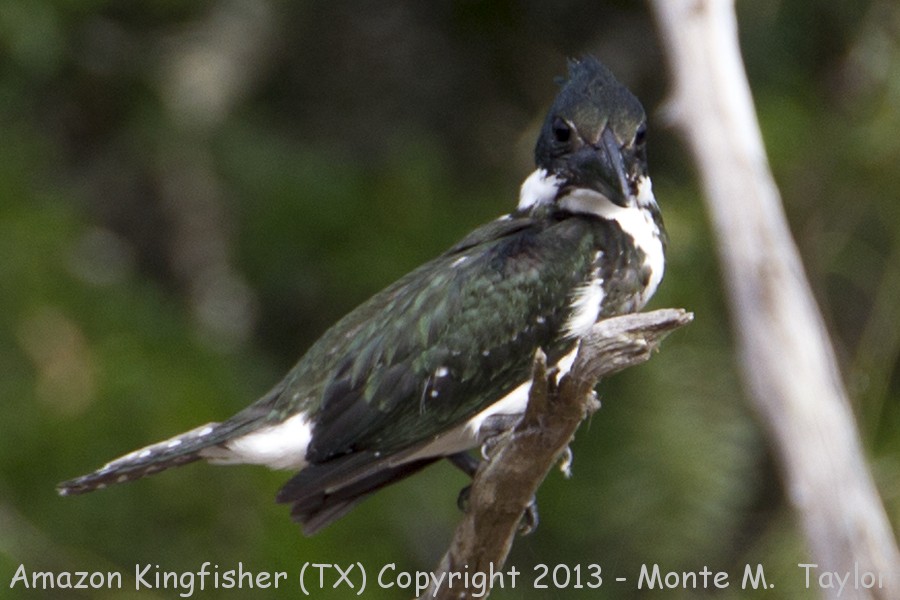 Amazon Kingfisher -female Nov 12th, 2013- (San Benito, Texas)