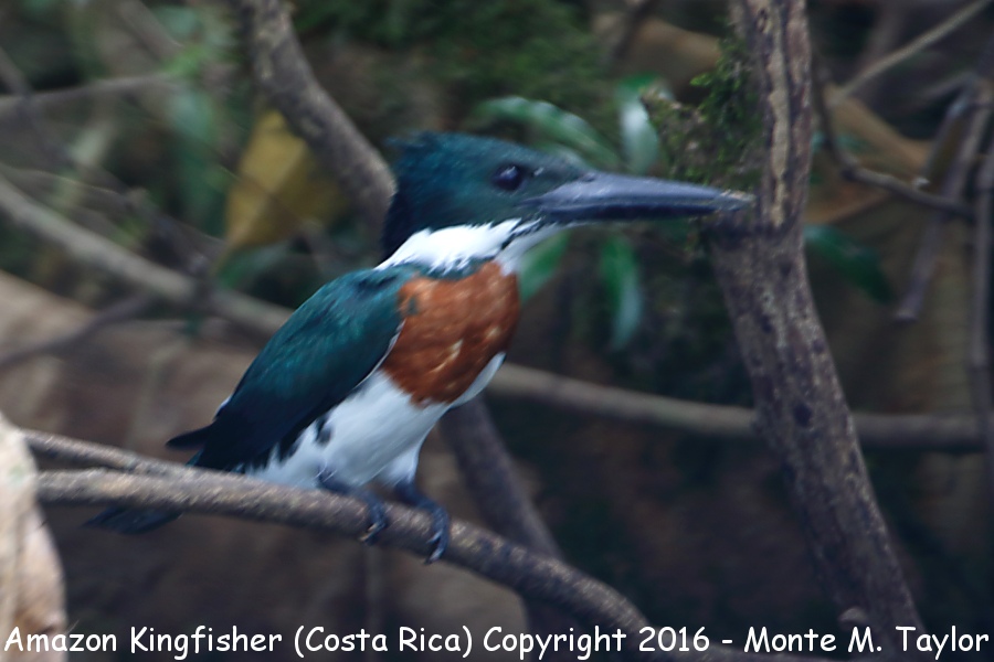 Amazon Kingfisher -winter male- (Selva Verde, Costa Rica)