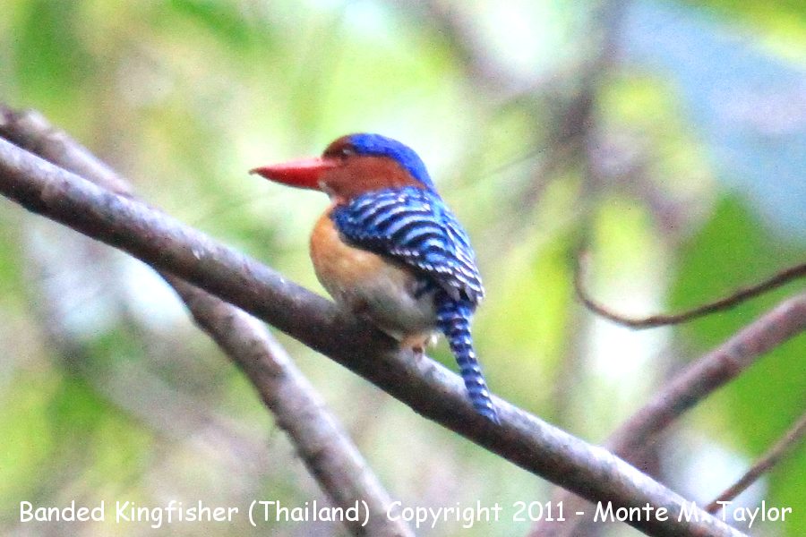 Banded Kingfisher -winter male- (Kaeng Krachan National Park, Thailand)