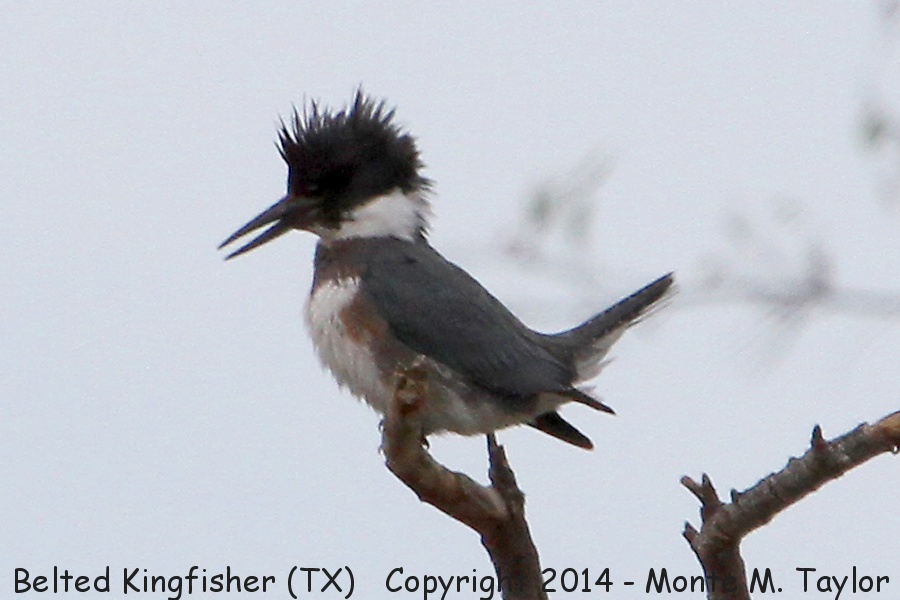 Belted Kingfisher -winter 1st yr female- (Texas)