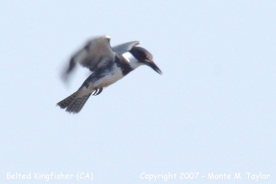 Belted Kingfisher -winter male- (California)