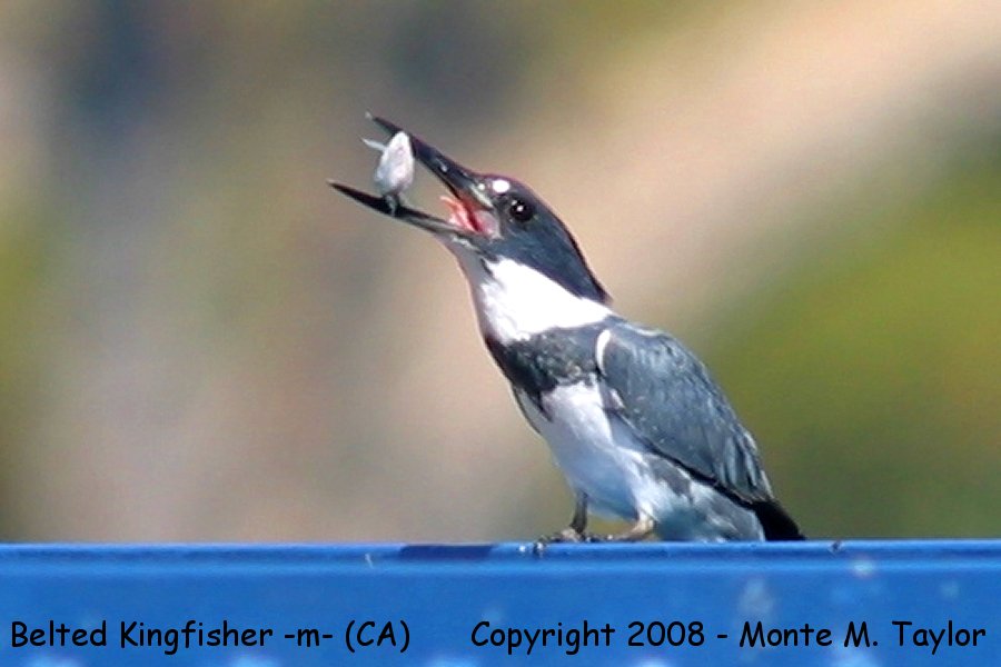 Belted Kingfisher -winter male- (California)