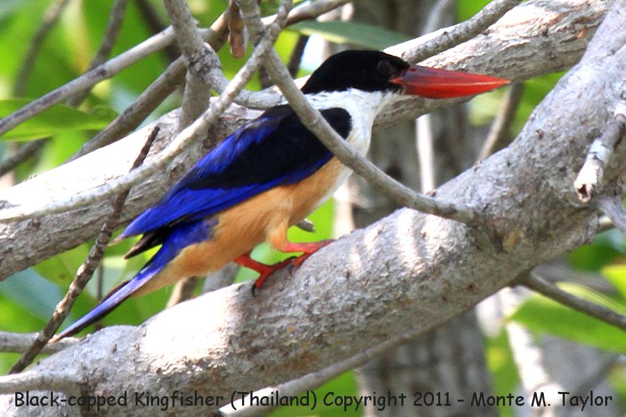 Black-capped Kingfisher -winter- (Laem Pak Bia, Petchaburi, Thailand)