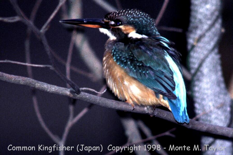 Common Kingfisher (kawasemi) -winter- (Japan)
