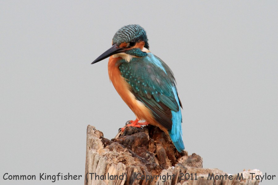 Common Kingfisher -winter- (Laem Pak Bia, Petchaburi, Thailand)