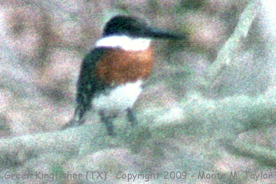 Green Kingfisher -spring- (Texas)