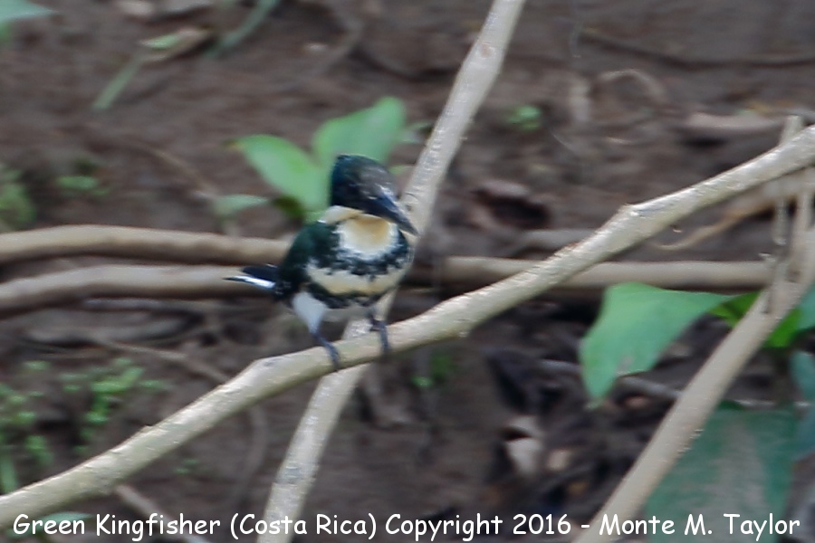 Green Kingfisher -winter female- (Selva Verde, Costa Rica)