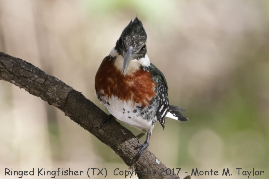 Green Kingfisher -winter male- (Texas)