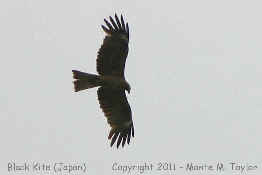 Black Kite -spring- (Fukui, Japan)