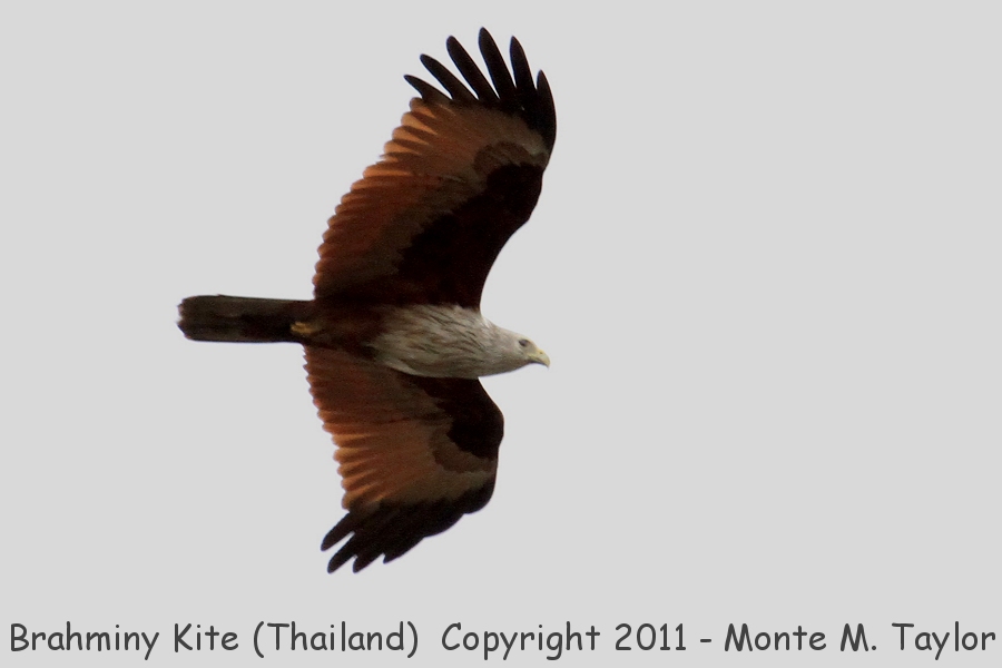 Brahminy Kite -winter- (Petchaburi, Thailand)