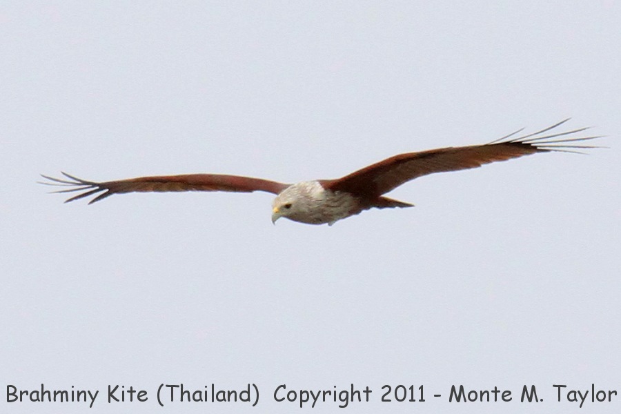 Brahminy Kite -winter- (Petchaburi, Thailand)