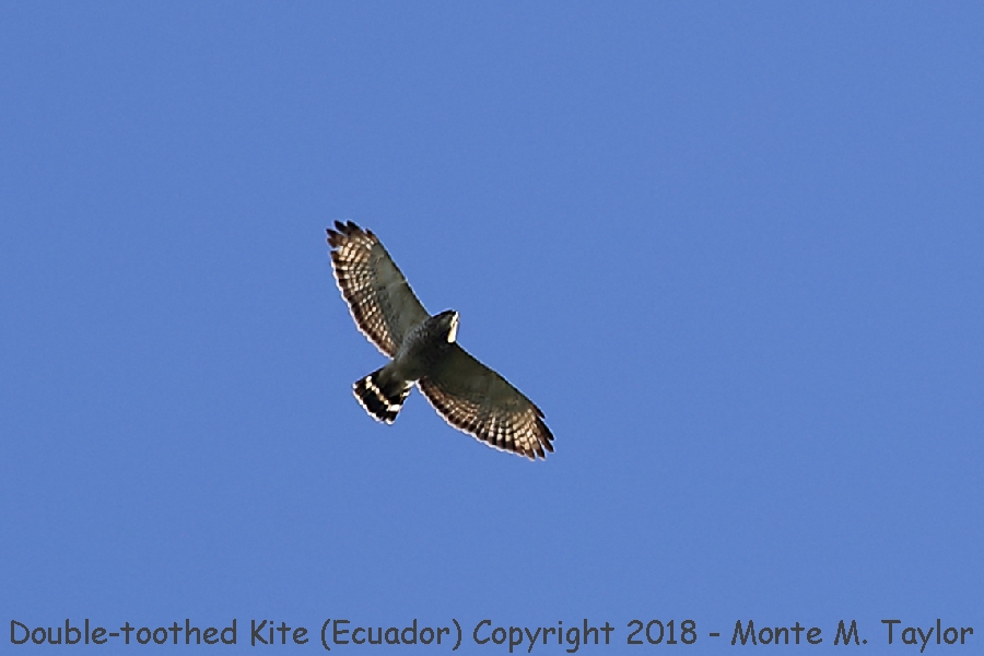 Double-toothed Kite -November- (Bellavista, Ecuador)