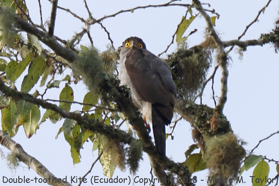 Double-toothed Kite -November- (Mindo, Ecuador)