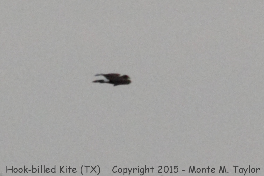 Hook-billed Kite -fall- (Texas)