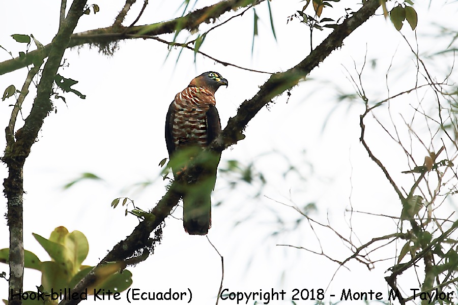 Hook-billed Kite -November Female- (Mindo, Ecuador)