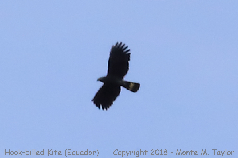 Hook-billed Kite -November Male- (Paz Reserve, Ecuador)