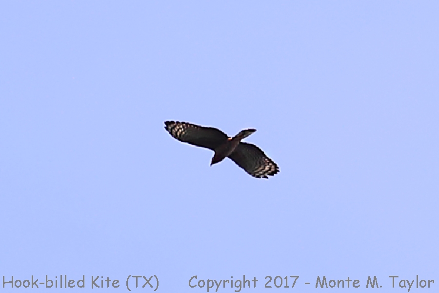 Hook-billed Kite -winter- (Texas)