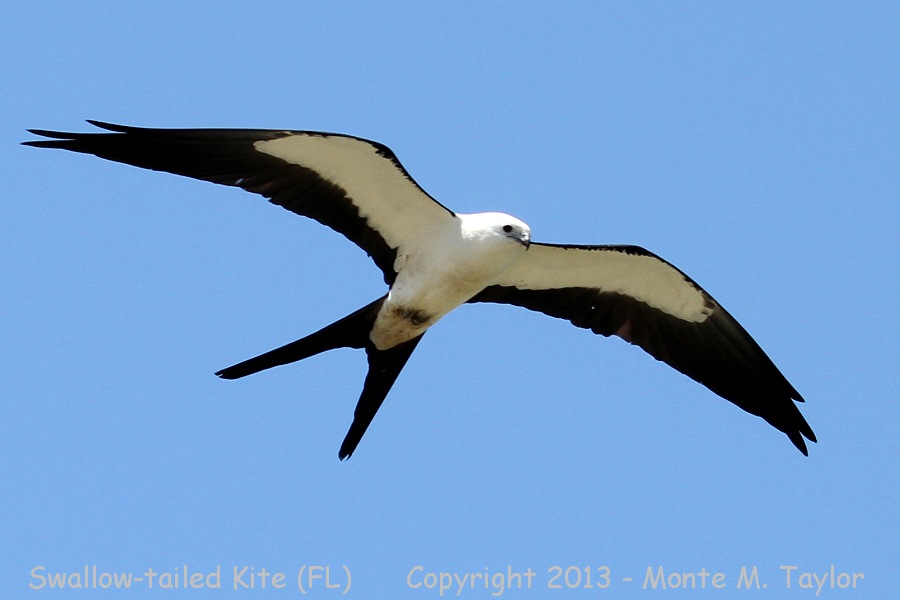 Swallow-tailed Kite -spring- (Florida)