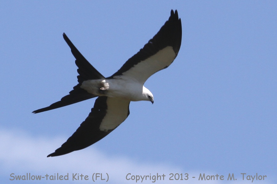 Swallow-tailed Kite -spring- (Florida)
