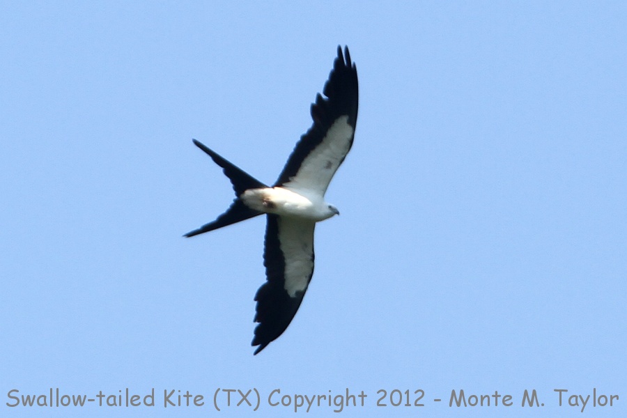 Swallow-tailed Kite -spring- (Texas)