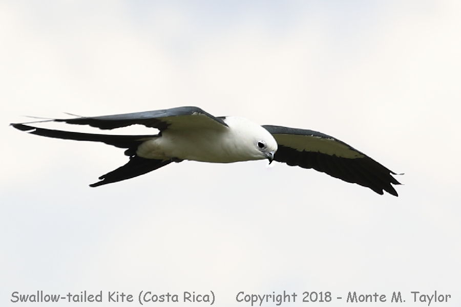 Swallow-tailed Kite -winter- (Alfombra, Costa Rica)
