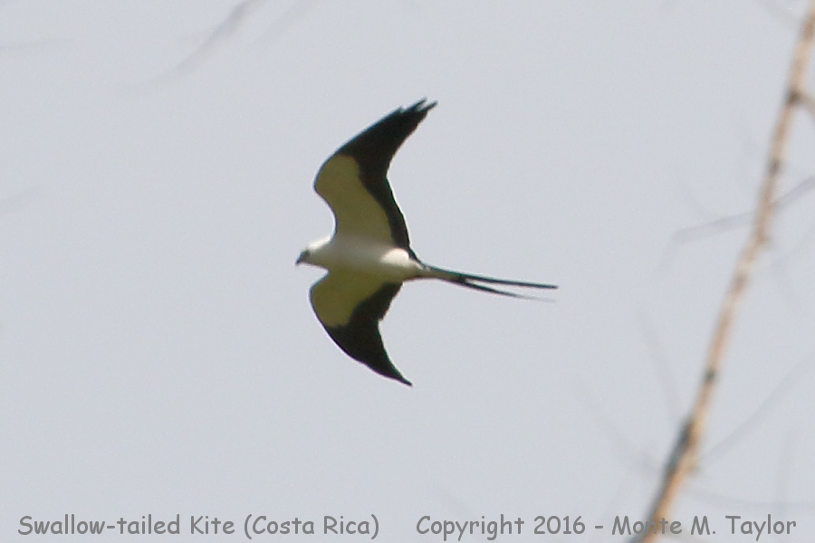 Swallow-tailed Kite -winter- (Selva Verde, Costa Rica)
