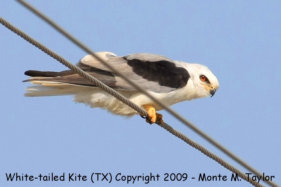 White-tailed Kite -spring- (Texas) formerly Black-shouldered Kite
