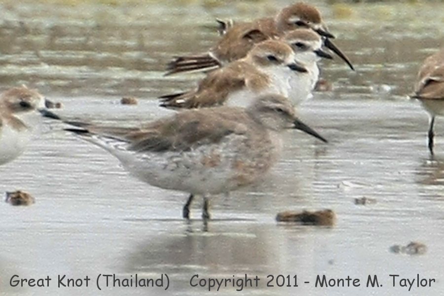 Great Knot -winter- (Petchaburi, Thailand)