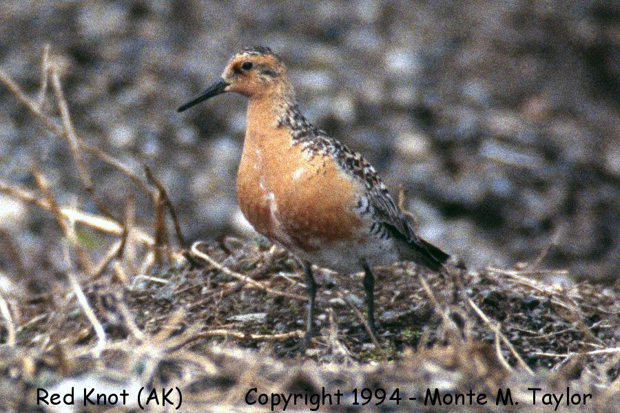 Red Knot -spring- (Gambell, St. Lawrence Island, Alaska)