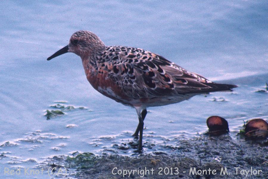 Red Knot -spring- (California)