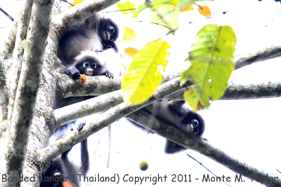 Banded Langur -winter / Banded Leaf Monkey (Kaeng Krachan National Park, Thailand)