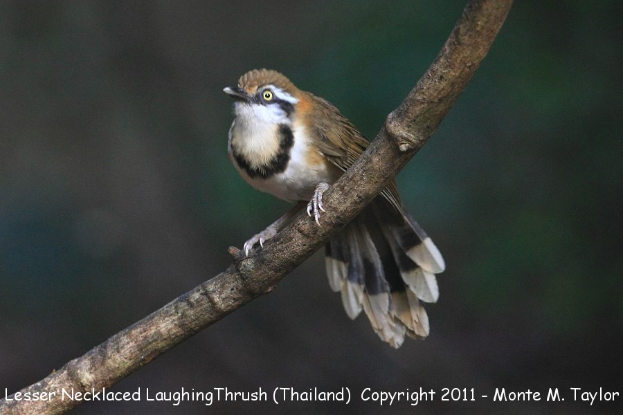 Lesser Necklaced Laughingthrush -winter- (Kaeng Krachan National Park, Petchaburi, Thailand)