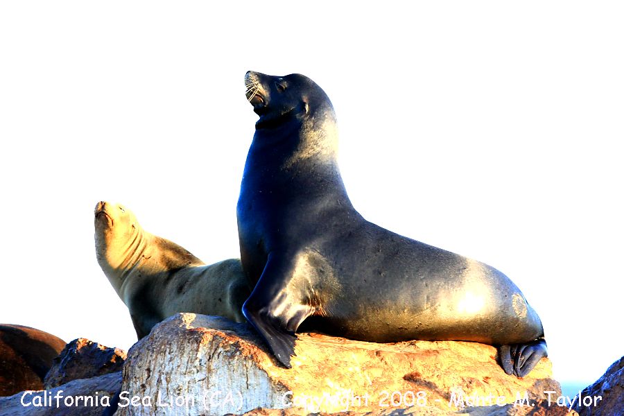 California Sea Lion -fall- (Monterey Bay, California)