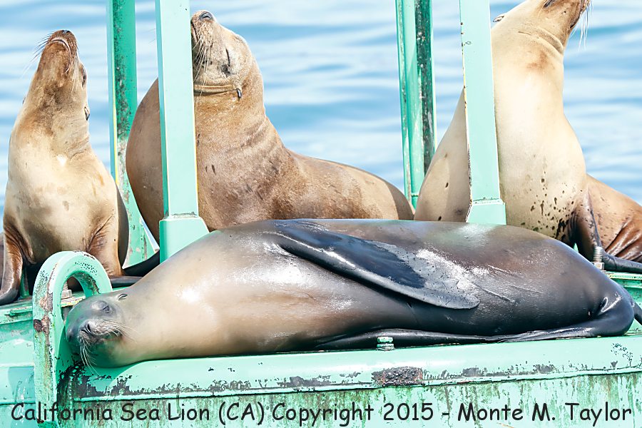 California Sea Lion -spring- (California)