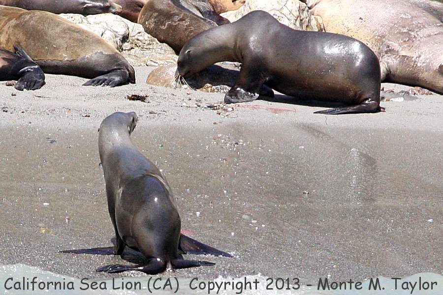 California Sea Lion -summer- (California)