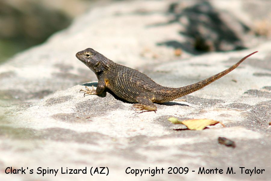 Clark's Spiny Lizard -summer- (Arizona)