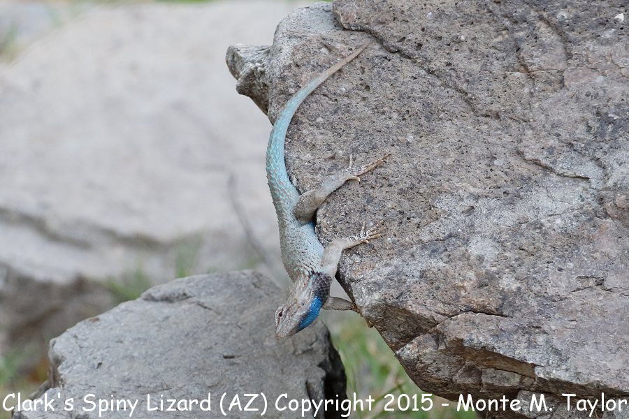 Clark's Spiny Lizard -spring- (Arizona)