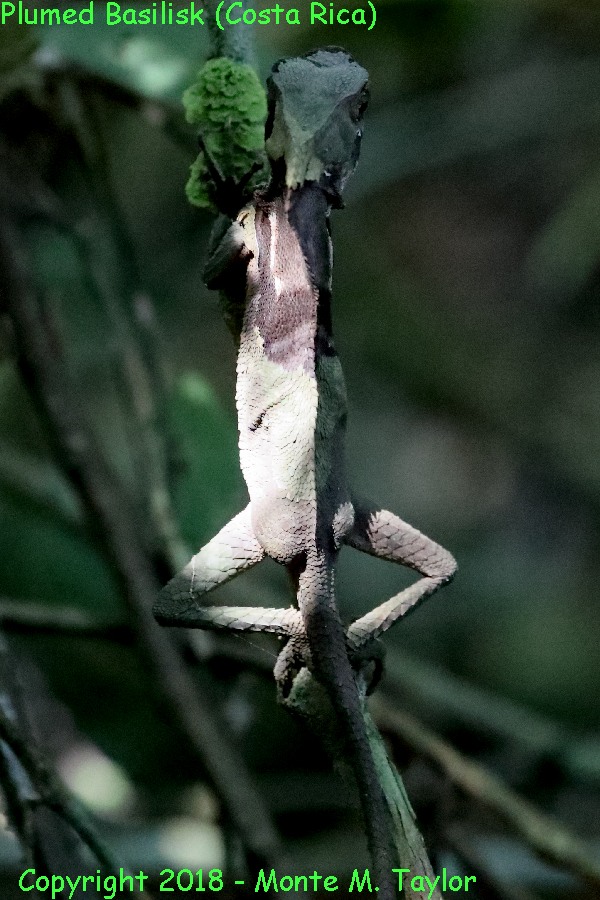 Jesus Christ Lizard -winter- (Selva Verde, Costa Rica)