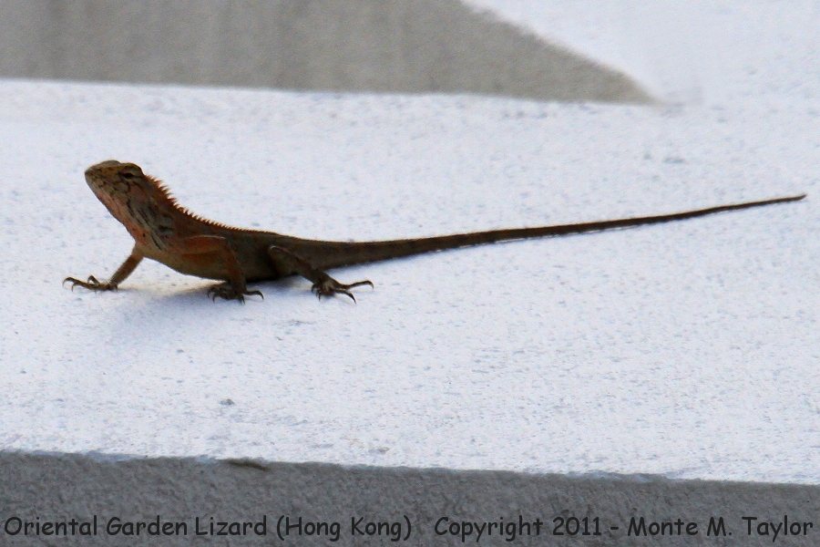 Oriental Garden Lizard -winter- (Hong Kong, China)