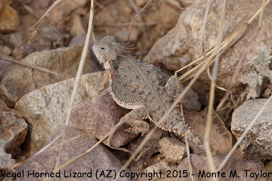 Regal Horned Lizard -spring- (Arizona)