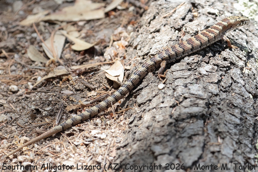 Southern Alligator Lizard -spring- (Arizona)